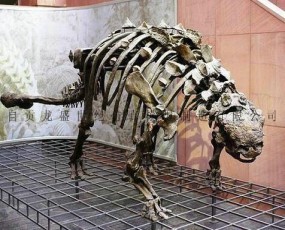 甲龍化石骨架  侏羅紀恐龍