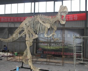 恐龍化石骨架 出租出售 恐龍化石骨架展覽 