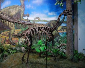 鸚鵡嘴龍化石骨架 恐龍博物館展覽